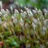 Polytrichum Commune P.E